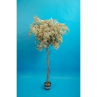 Ficus Kugel grün/weiß 170cm